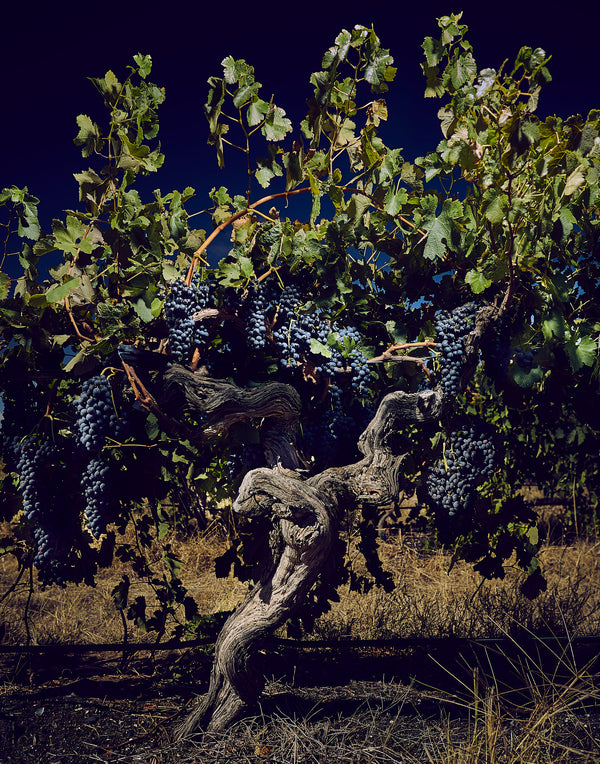 Vin de Garde. Ageing well